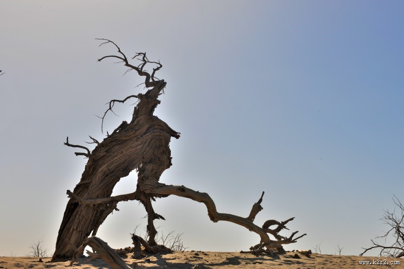 内蒙古怪树林风景图片