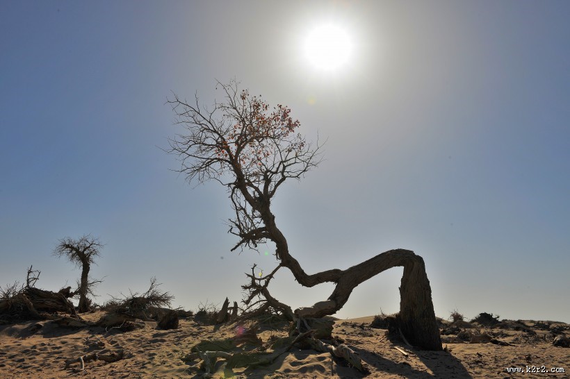 内蒙古怪树林风景图片