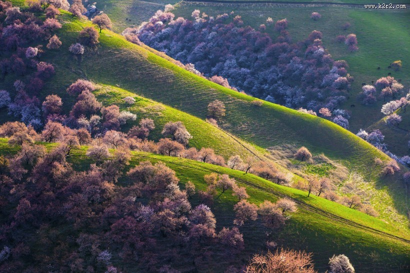 新疆新源野杏林风景图片大全