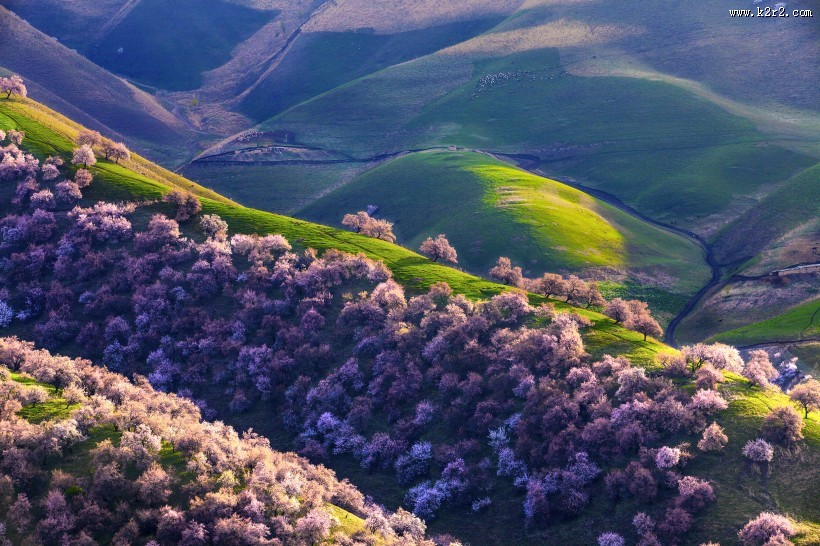 新疆新源野杏林风景图片大全