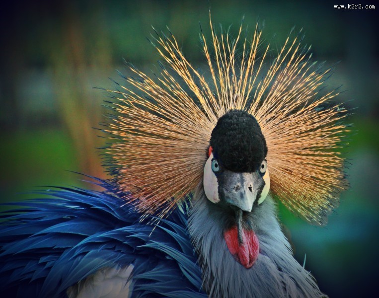 灰色丹顶鹤图片
