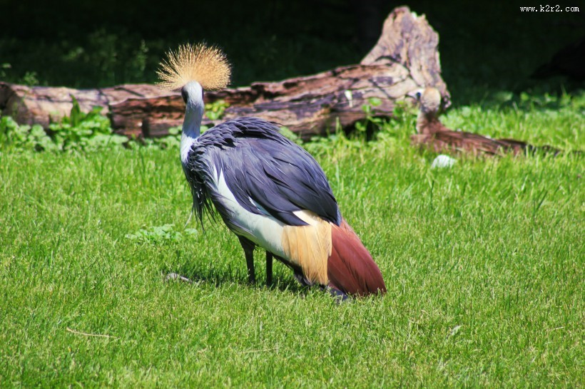灰色丹顶鹤图片