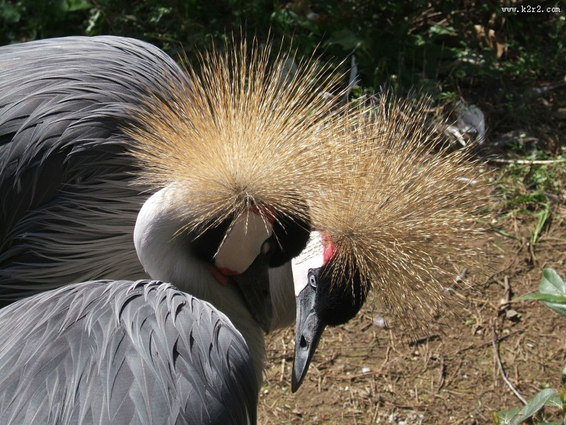 灰色丹顶鹤图片