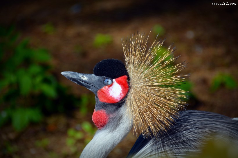 灰色丹顶鹤图片