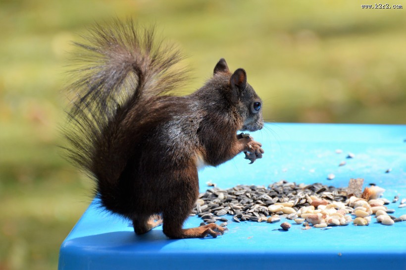 红褐色的小松鼠图片