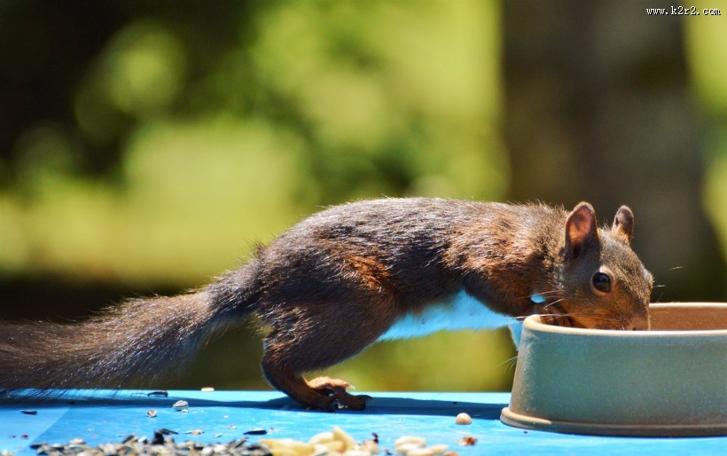 红褐色的小松鼠图片
