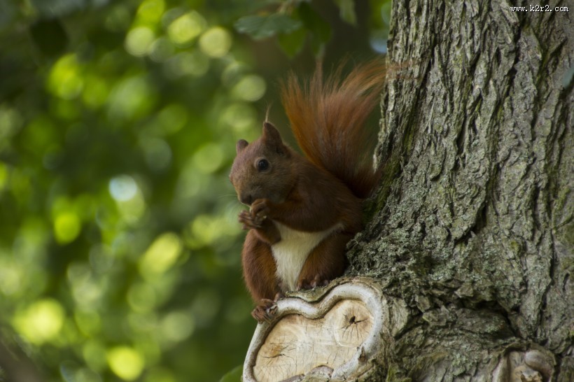 红褐色的小松鼠图片