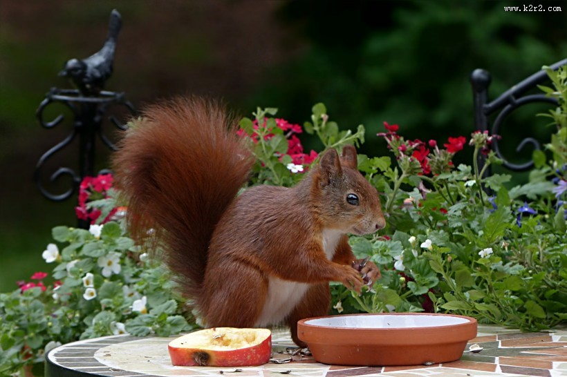 红褐色的小松鼠图片