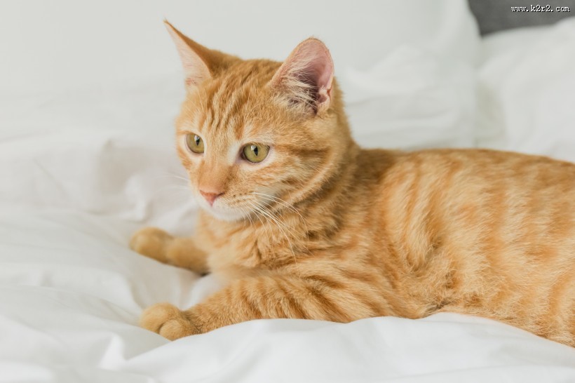 可爱的黄色小猫咪喵星人宠物图片大全