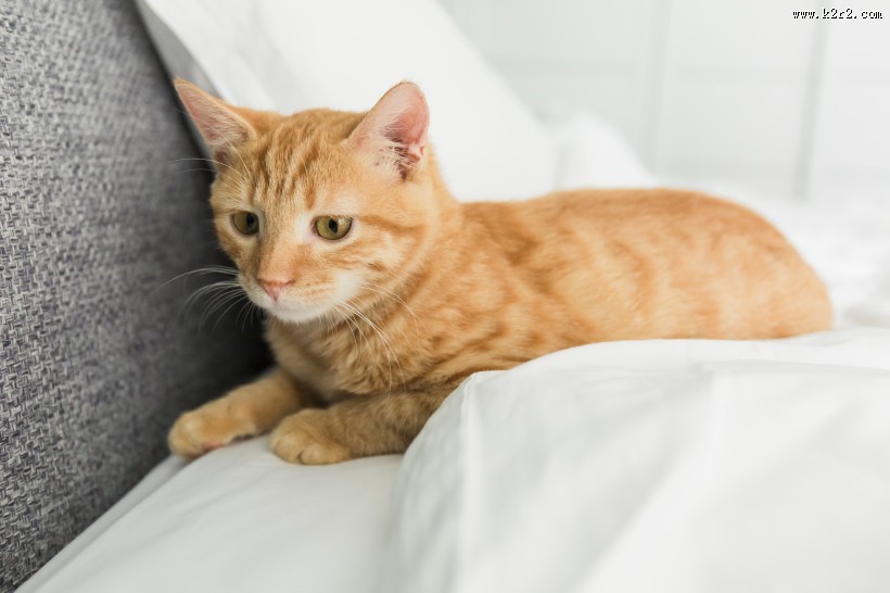 可爱的黄色小猫咪喵星人宠物图片大全