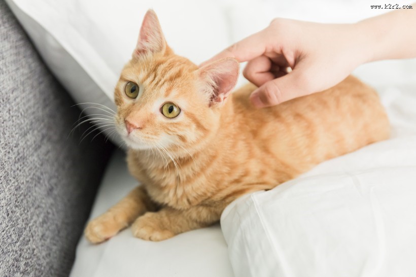 可爱的黄色小猫咪喵星人宠物图片大全