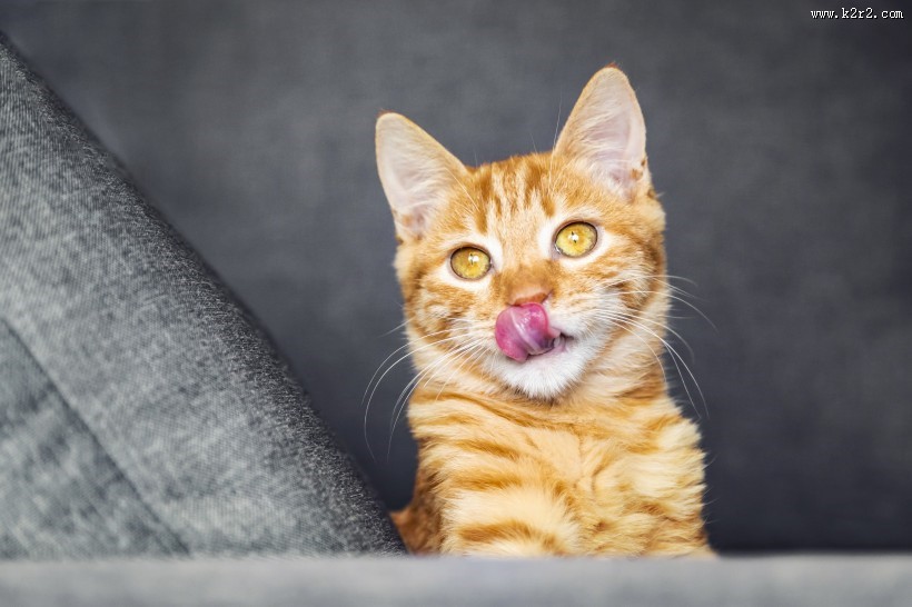 可爱的黄色小猫咪喵星人宠物图片大全