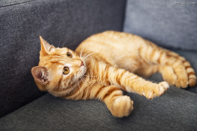 可爱的黄色小猫咪喵星人宠物图片大全