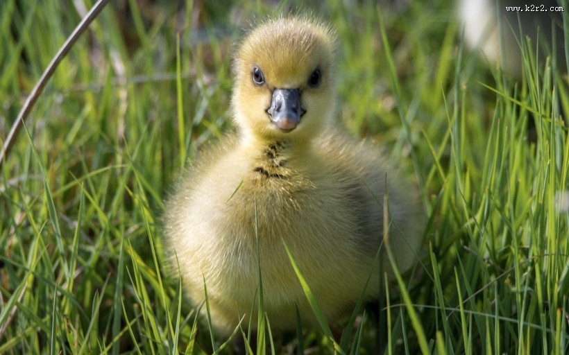 毛绒绒的小鸭子图片