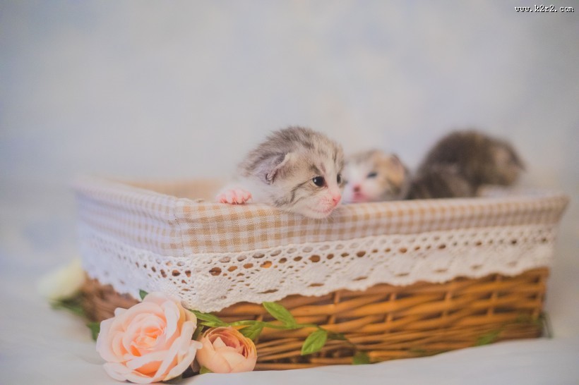可爱的小奶猫图片