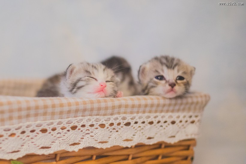 可爱的小奶猫图片