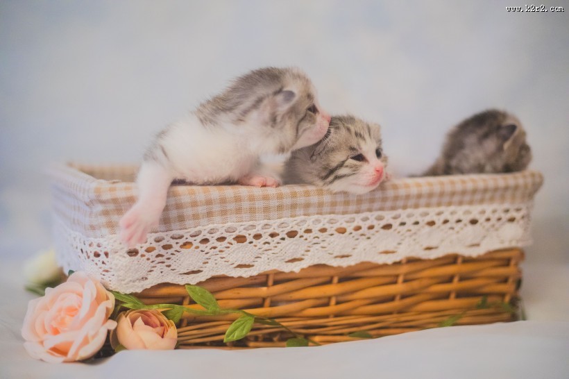 可爱的小奶猫图片