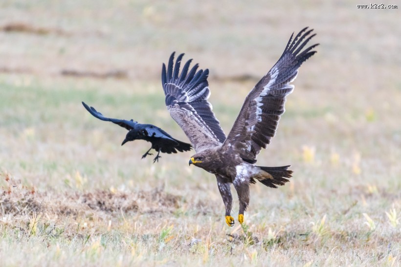 威猛的草原雕图片