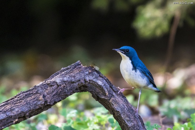 蓝歌鸲鸟类图片
