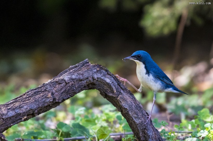 蓝歌鸲鸟类图片