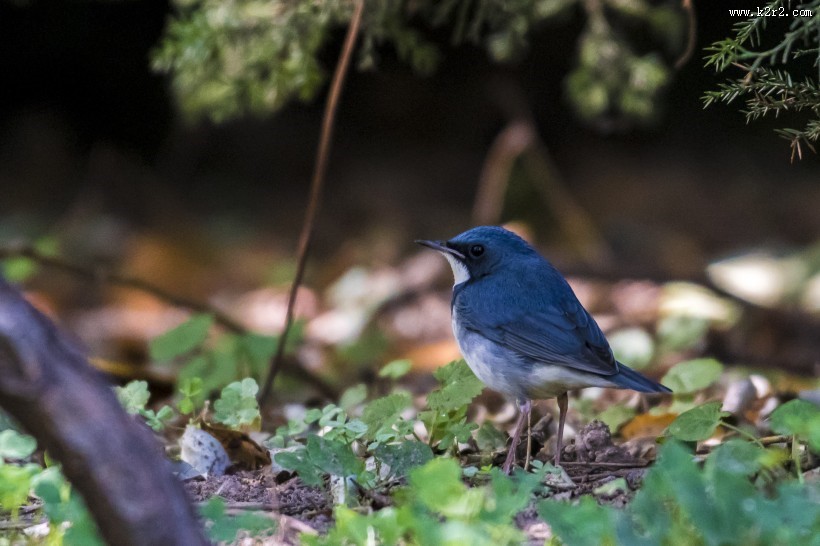 蓝歌鸲鸟类图片
