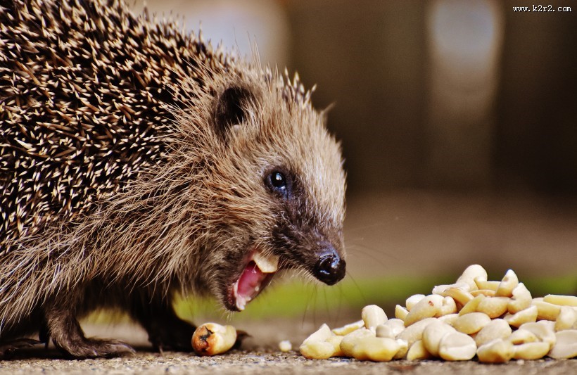 正在进食的小刺猬图片