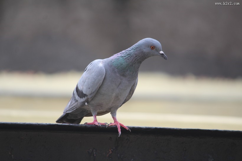 一只灰色的鸽子图片