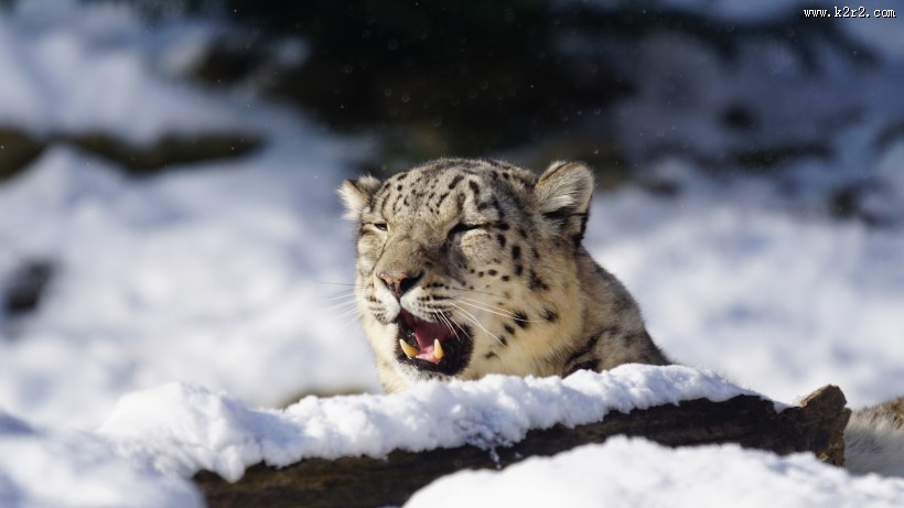 珍贵的雪豹图片