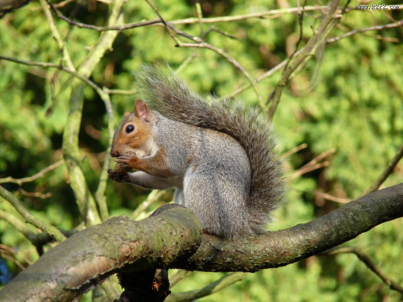 树干上的松鼠图片大全