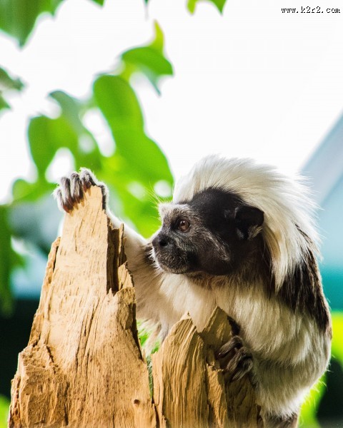 棉花顶面绢毛猴图片