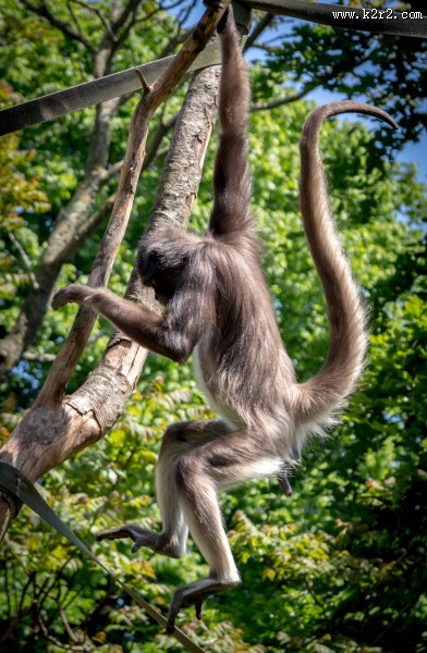 又瘦又小的蜘蛛猴图片