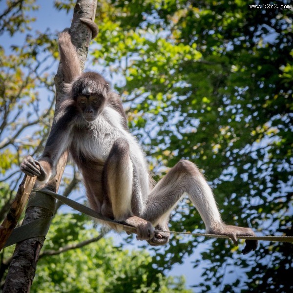 又瘦又小的蜘蛛猴图片