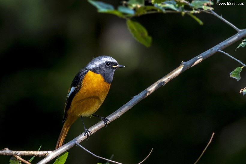 北红尾鸲鸟类图片