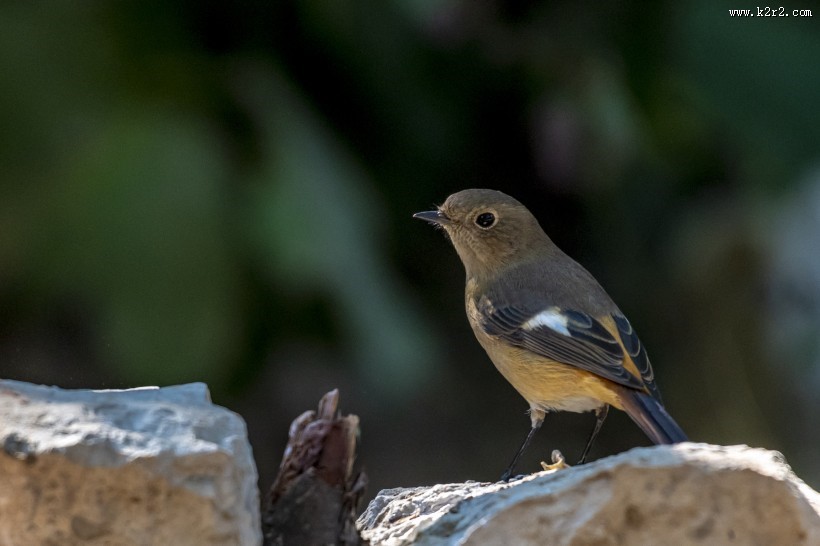 北红尾鸲鸟类图片