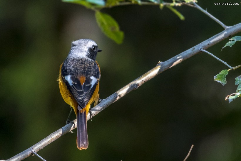 北红尾鸲鸟类图片