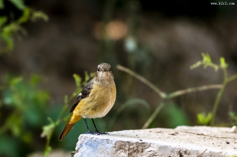 北红尾鸲鸟类图片