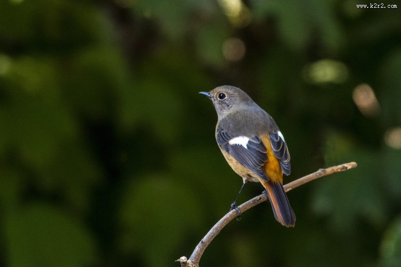 北红尾鸲鸟类图片