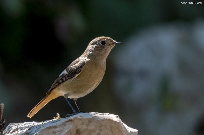 北红尾鸲鸟类图片