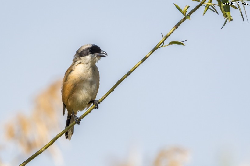 棕背伯劳鸟类图片