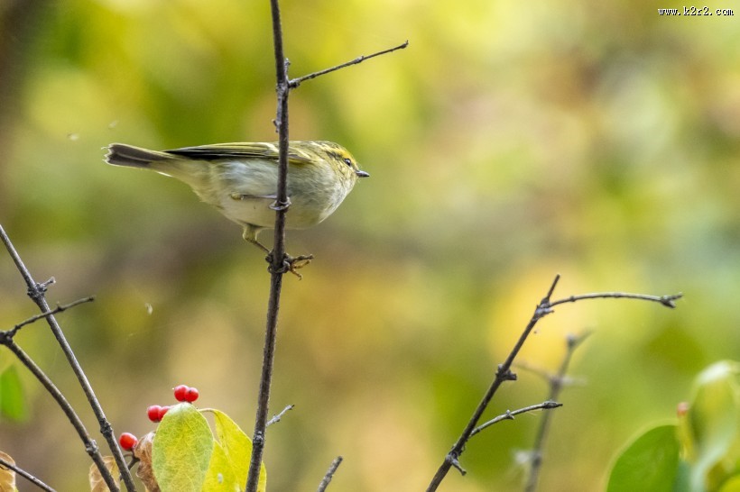 黄眉柳莺鸟类图片