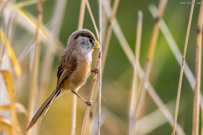震旦鸦雀鸟类图片