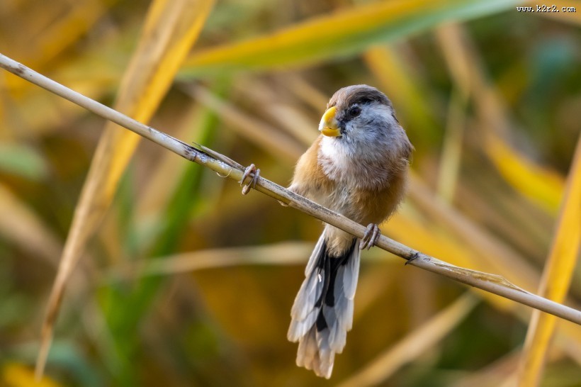 震旦鸦雀鸟类图片