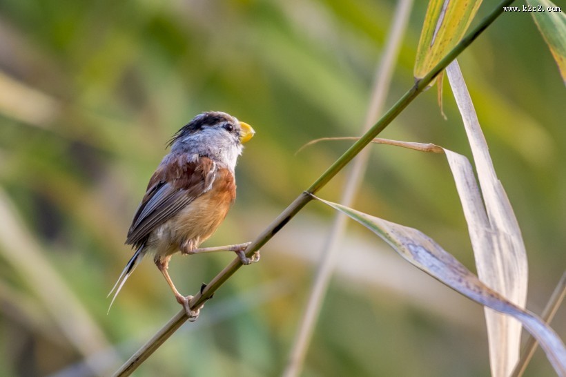 震旦鸦雀鸟类图片