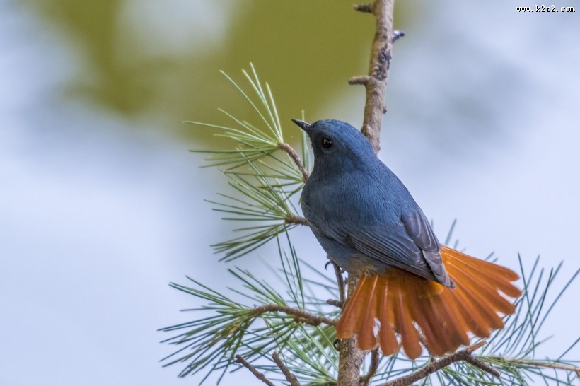 红尾水鸲鸟类图片