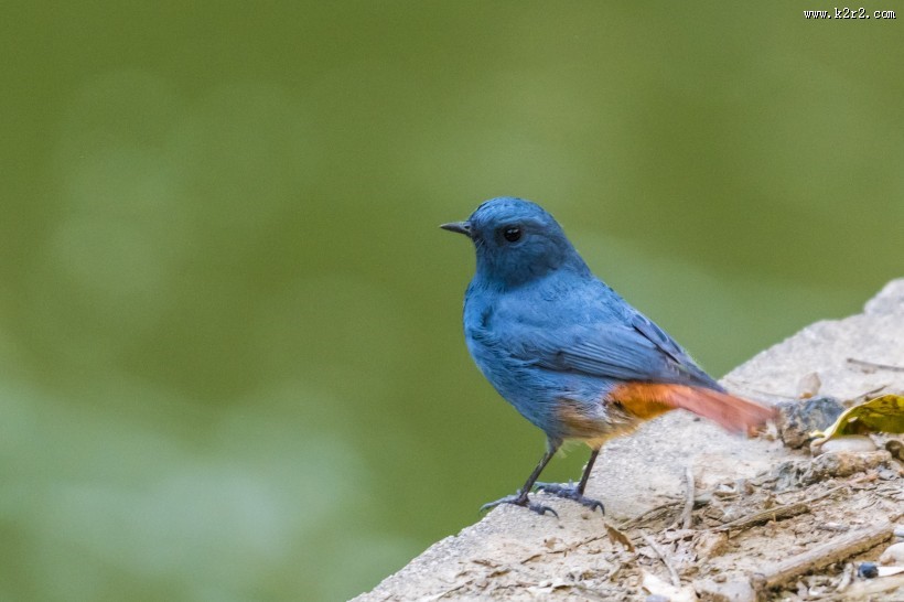 红尾水鸲鸟类图片