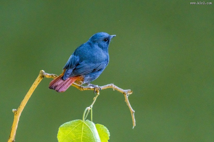 红尾水鸲鸟类图片