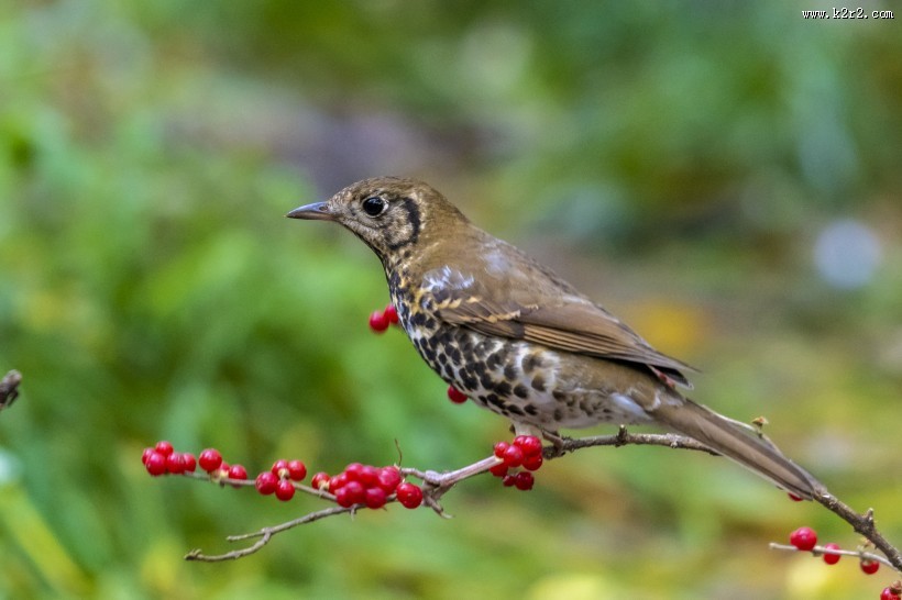 宝兴歌鸫鸟类图片大全