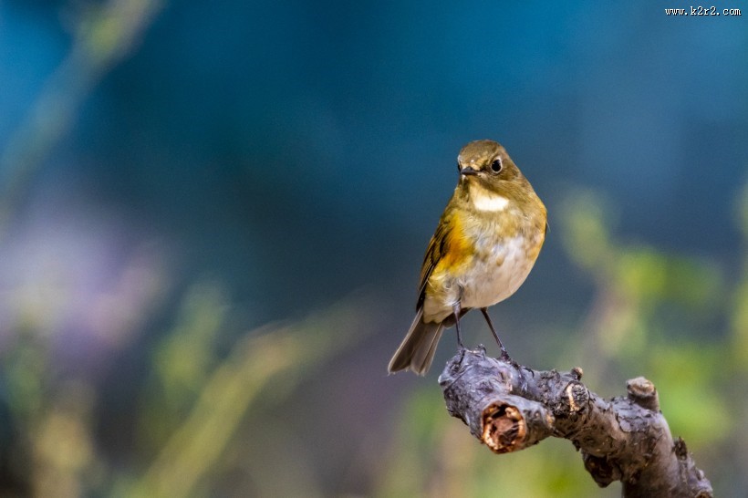 红胁蓝尾鸲鸟类图片大全