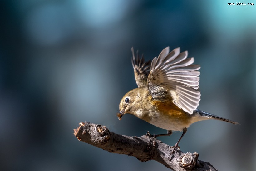 红胁蓝尾鸲鸟类图片大全