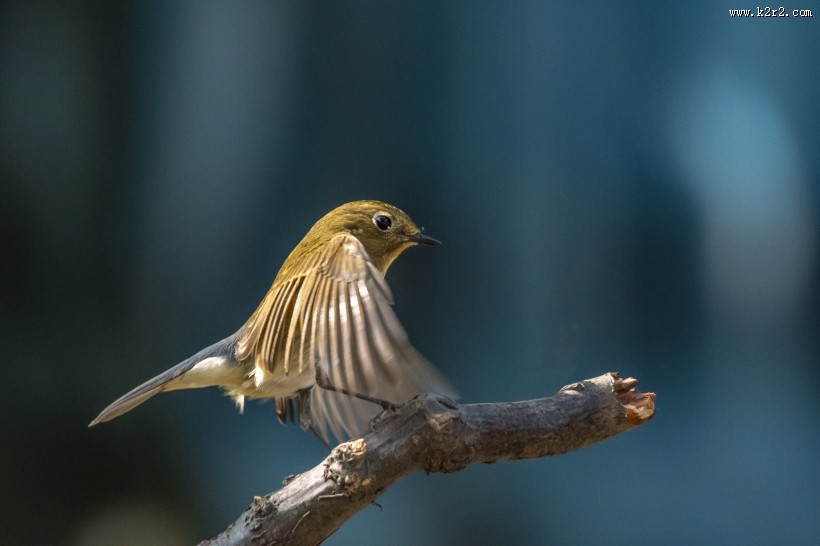 红胁蓝尾鸲鸟类图片大全